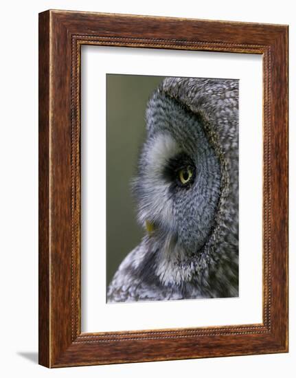 Great Grey Owl (Strix Nebulosa) Close-Up of Head, Northern Oulu, Finland, June 2008-Cairns-Framed Photographic Print