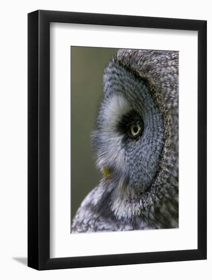 Great Grey Owl (Strix Nebulosa) Close-Up of Head, Northern Oulu, Finland, June 2008-Cairns-Framed Photographic Print