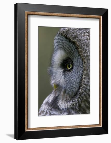 Great Grey Owl (Strix Nebulosa) Close-Up of Head, Northern Oulu, Finland, June 2008-Cairns-Framed Photographic Print