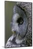 Great Grey Owl (Strix Nebulosa) Close-Up of Head, Northern Oulu, Finland, June 2008-Cairns-Mounted Photographic Print