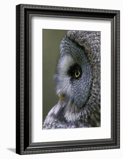 Great Grey Owl (Strix Nebulosa) Close-Up of Head, Northern Oulu, Finland, June 2008-Cairns-Framed Photographic Print