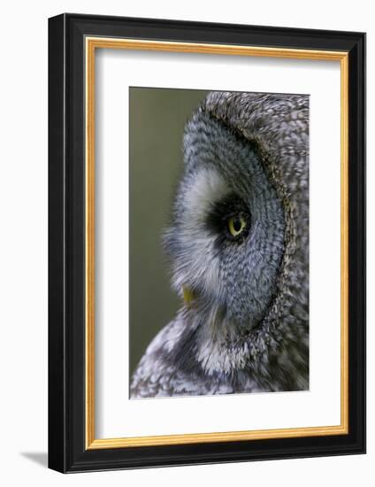 Great Grey Owl (Strix Nebulosa) Close-Up of Head, Northern Oulu, Finland, June 2008-Cairns-Framed Photographic Print