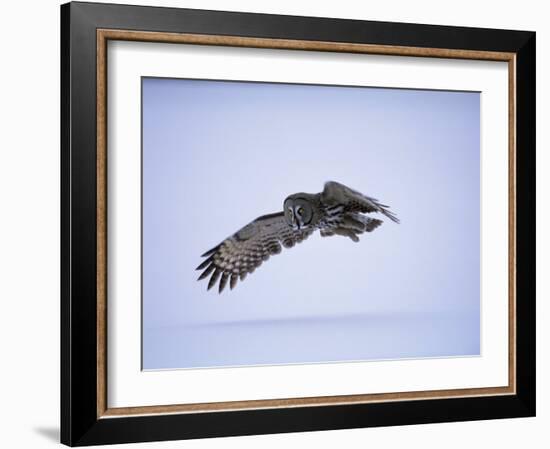 Great Grey Owl (Strix Nebulosa) in Flight, Finland, Scandinavia, Europe-David Tipling-Framed Photographic Print