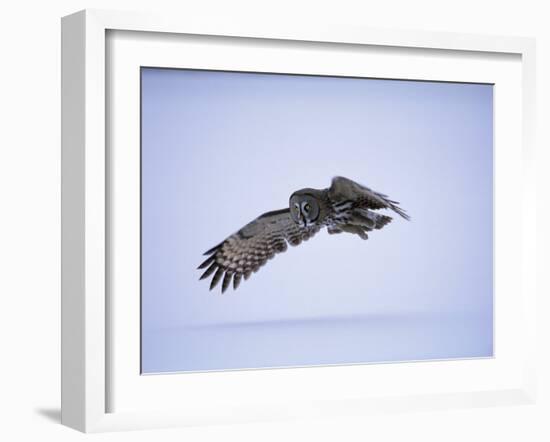 Great Grey Owl (Strix Nebulosa) in Flight, Finland, Scandinavia, Europe-David Tipling-Framed Photographic Print