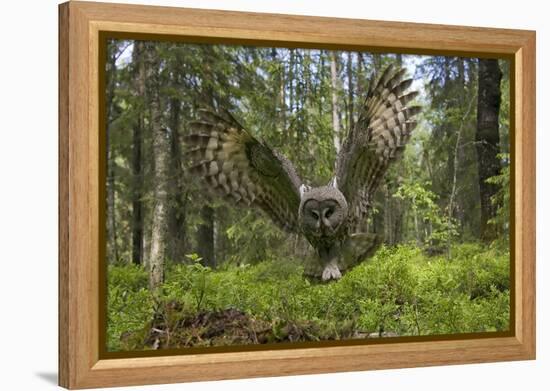 Great Grey Owl (Strix Nebulosa) in Flight in Boreal Forest, Northern Oulu, Finland, June 2008-Cairns-Framed Premier Image Canvas