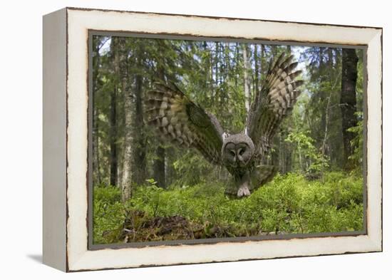 Great Grey Owl (Strix Nebulosa) in Flight in Boreal Forest, Northern Oulu, Finland, June 2008-Cairns-Framed Premier Image Canvas