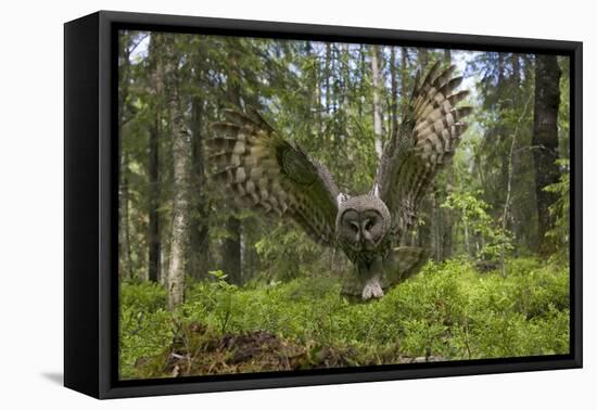 Great Grey Owl (Strix Nebulosa) in Flight in Boreal Forest, Northern Oulu, Finland, June 2008-Cairns-Framed Premier Image Canvas
