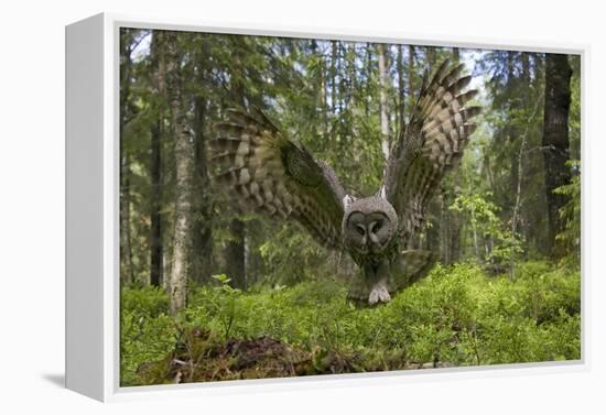 Great Grey Owl (Strix Nebulosa) in Flight in Boreal Forest, Northern Oulu, Finland, June 2008-Cairns-Framed Premier Image Canvas