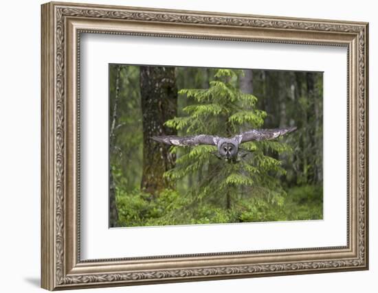 Great Grey Owl (Strix Nebulosa) in Flight in Boreal Forest, Northern Oulu, Finland, June 2008-Cairns-Framed Photographic Print