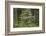 Great Grey Owl (Strix Nebulosa) in Flight in Boreal Forest, Northern Oulu, Finland, June 2008-Cairns-Framed Photographic Print