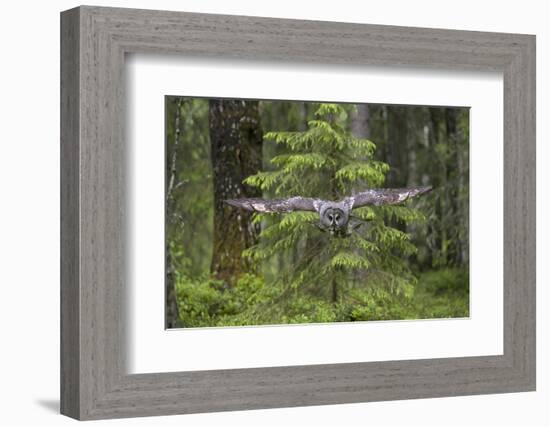 Great Grey Owl (Strix Nebulosa) in Flight in Boreal Forest, Northern Oulu, Finland, June 2008-Cairns-Framed Photographic Print