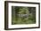 Great Grey Owl (Strix Nebulosa) in Flight in Boreal Forest, Northern Oulu, Finland, June 2008-Cairns-Framed Photographic Print