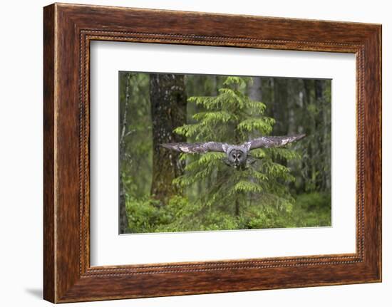 Great Grey Owl (Strix Nebulosa) in Flight in Boreal Forest, Northern Oulu, Finland, June 2008-Cairns-Framed Photographic Print