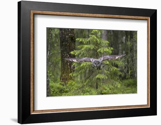 Great Grey Owl (Strix Nebulosa) in Flight in Boreal Forest, Northern Oulu, Finland, June 2008-Cairns-Framed Photographic Print