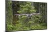 Great Grey Owl (Strix Nebulosa) in Flight in Boreal Forest, Northern Oulu, Finland, June 2008-Cairns-Mounted Photographic Print