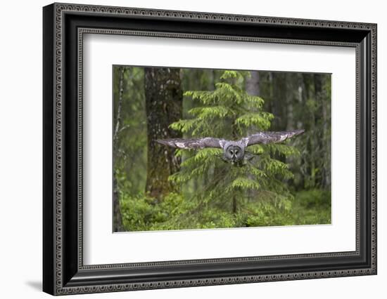 Great Grey Owl (Strix Nebulosa) in Flight in Boreal Forest, Northern Oulu, Finland, June 2008-Cairns-Framed Photographic Print