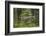 Great Grey Owl (Strix Nebulosa) in Flight in Boreal Forest, Northern Oulu, Finland, June 2008-Cairns-Framed Photographic Print