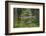 Great Grey Owl (Strix Nebulosa) in Flight in Boreal Forest, Northern Oulu, Finland, June 2008-Cairns-Framed Photographic Print