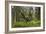 Great Grey Owl (Strix Nebulosa) in Flight in Boreal Forest, Northern Oulu, Finland, June 2008-Cairns-Framed Photographic Print