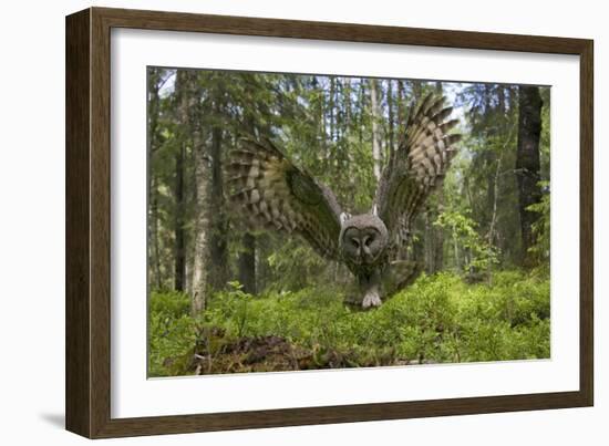 Great Grey Owl (Strix Nebulosa) in Flight in Boreal Forest, Northern Oulu, Finland, June 2008-Cairns-Framed Photographic Print