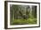 Great Grey Owl (Strix Nebulosa) in Flight in Boreal Forest, Northern Oulu, Finland, June 2008-Cairns-Framed Photographic Print