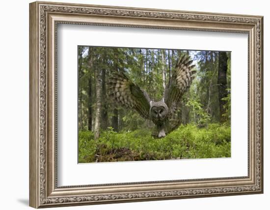 Great Grey Owl (Strix Nebulosa) in Flight in Boreal Forest, Northern Oulu, Finland, June 2008-Cairns-Framed Photographic Print