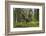 Great Grey Owl (Strix Nebulosa) in Flight in Boreal Forest, Northern Oulu, Finland, June 2008-Cairns-Framed Photographic Print