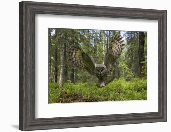 Great Grey Owl (Strix Nebulosa) in Flight in Boreal Forest, Northern Oulu, Finland, June 2008-Cairns-Framed Photographic Print