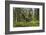 Great Grey Owl (Strix Nebulosa) in Flight in Boreal Forest, Northern Oulu, Finland, June 2008-Cairns-Framed Photographic Print