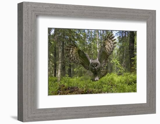 Great Grey Owl (Strix Nebulosa) in Flight in Boreal Forest, Northern Oulu, Finland, June 2008-Cairns-Framed Photographic Print