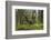 Great Grey Owl (Strix Nebulosa) in Flight in Boreal Forest, Northern Oulu, Finland, June 2008-Cairns-Framed Photographic Print