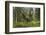 Great Grey Owl (Strix Nebulosa) in Flight in Boreal Forest, Northern Oulu, Finland, June 2008-Cairns-Framed Photographic Print