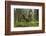 Great Grey Owl (Strix Nebulosa) in Flight in Boreal Forest, Northern Oulu, Finland, June 2008-Cairns-Framed Photographic Print