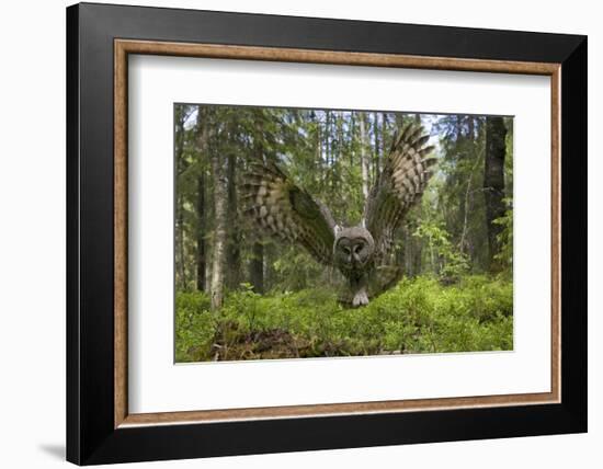 Great Grey Owl (Strix Nebulosa) in Flight in Boreal Forest, Northern Oulu, Finland, June 2008-Cairns-Framed Photographic Print