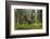 Great Grey Owl (Strix Nebulosa) in Flight in Boreal Forest, Northern Oulu, Finland, June 2008-Cairns-Framed Photographic Print