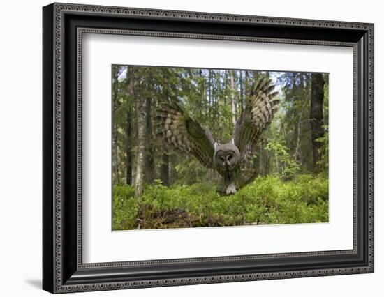 Great Grey Owl (Strix Nebulosa) in Flight in Boreal Forest, Northern Oulu, Finland, June 2008-Cairns-Framed Photographic Print