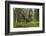 Great Grey Owl (Strix Nebulosa) in Flight in Boreal Forest, Northern Oulu, Finland, June 2008-Cairns-Framed Photographic Print