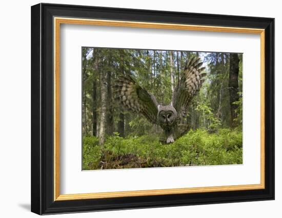 Great Grey Owl (Strix Nebulosa) in Flight in Boreal Forest, Northern Oulu, Finland, June 2008-Cairns-Framed Photographic Print