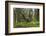 Great Grey Owl (Strix Nebulosa) in Flight in Boreal Forest, Northern Oulu, Finland, June 2008-Cairns-Framed Photographic Print