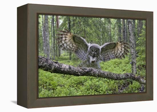 Great Grey Owl (Strix Nebulosa) Landing on Branch, Oulu, Finland, June 2008-Cairns-Framed Premier Image Canvas