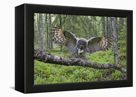 Great Grey Owl (Strix Nebulosa) Landing on Branch, Oulu, Finland, June 2008-Cairns-Framed Premier Image Canvas