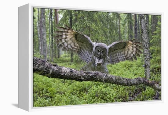 Great Grey Owl (Strix Nebulosa) Landing on Branch, Oulu, Finland, June 2008-Cairns-Framed Premier Image Canvas