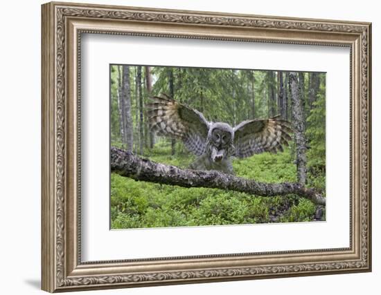 Great Grey Owl (Strix Nebulosa) Landing on Branch, Oulu, Finland, June 2008-Cairns-Framed Photographic Print