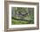 Great Grey Owl (Strix Nebulosa) Landing on Branch, Oulu, Finland, June 2008-Cairns-Framed Photographic Print