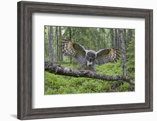 Great Grey Owl (Strix Nebulosa) Landing on Branch, Oulu, Finland, June 2008-Cairns-Framed Photographic Print