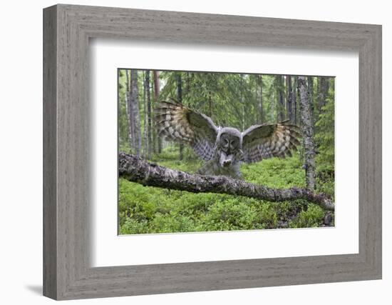 Great Grey Owl (Strix Nebulosa) Landing on Branch, Oulu, Finland, June 2008-Cairns-Framed Photographic Print