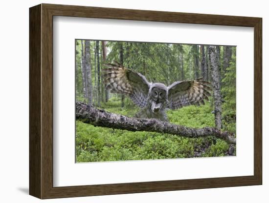 Great Grey Owl (Strix Nebulosa) Landing on Branch, Oulu, Finland, June 2008-Cairns-Framed Photographic Print