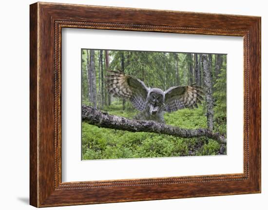 Great Grey Owl (Strix Nebulosa) Landing on Branch, Oulu, Finland, June 2008-Cairns-Framed Photographic Print