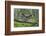 Great Grey Owl (Strix Nebulosa) Landing on Branch, Oulu, Finland, June 2008-Cairns-Framed Photographic Print