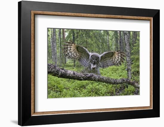 Great Grey Owl (Strix Nebulosa) Landing on Branch, Oulu, Finland, June 2008-Cairns-Framed Photographic Print